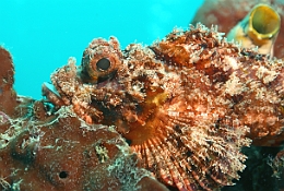 Sipadan_2015_Poisson scorpion a guenilles_Scorpaenopsis venosa_IMG_2530_rc